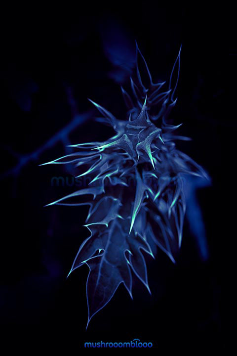 blue datura ferox leaf plant in the dark