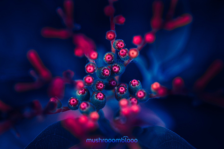 macro photography of hamelia pattens flower bulbs