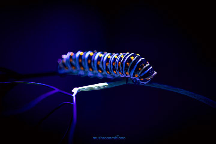 Macro photography of Black Swallowtail caterpillar lying on a branch