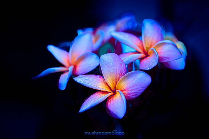 frangipani flowers with raindrops under uv lights