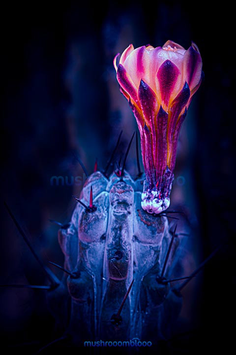 Fluorescent Pink flower standing from a cactus in the dark
