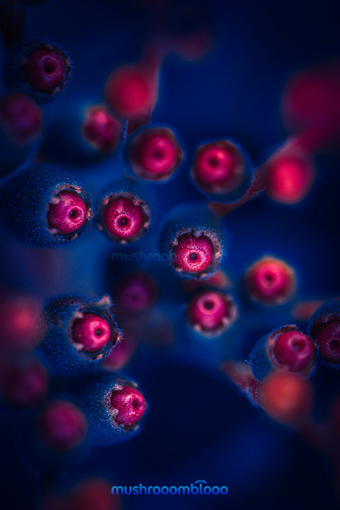 detail of hamelia pattens flower under uv lights
