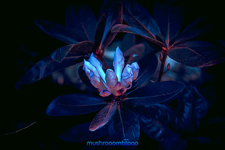 flowers about to bloom in blue shades