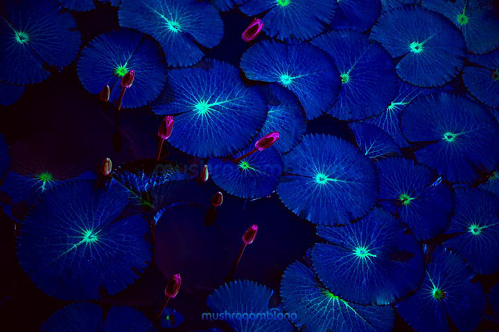 blue lily pads under moonlight in night