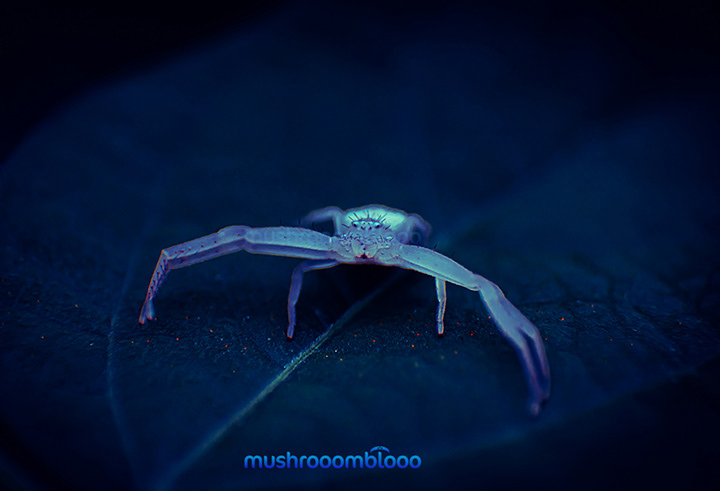 frontal shot of an albino spider in a dark ambient