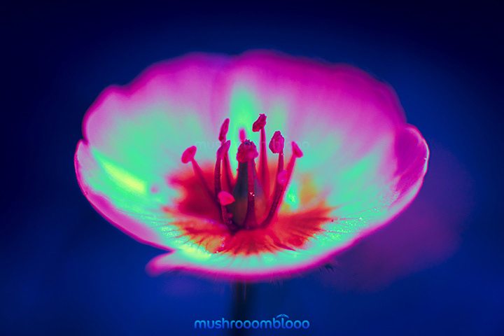 Photography macro flower under Uv light that transmits euphoria 