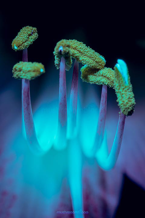 macro photography of lilium flower filaments under uv lighting