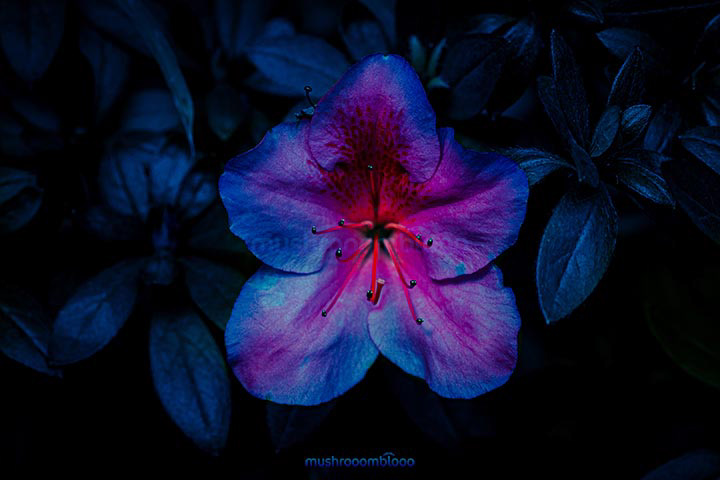 Azalea flower in blue and pink dark tones over dark leaf background