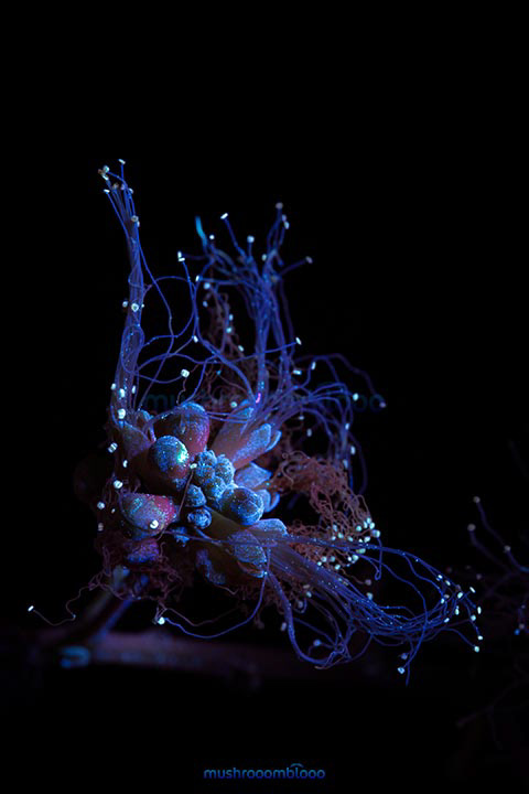 Fluorescent filaments of acacia flower under ultraviolet light