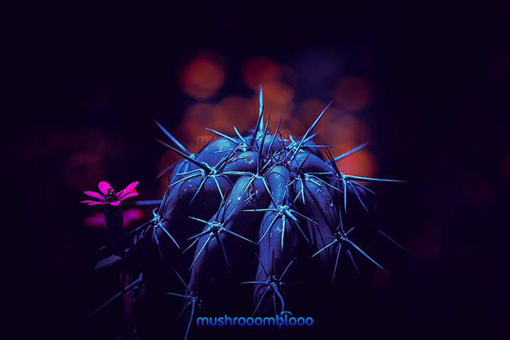 cactus and flower under uv lights over an orange bokeh  background