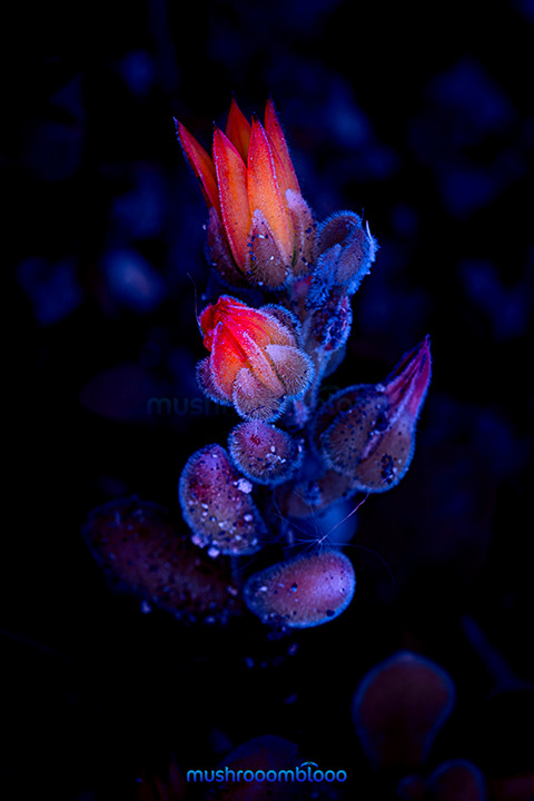 succulent echeveria pulvinata into a dark blue background