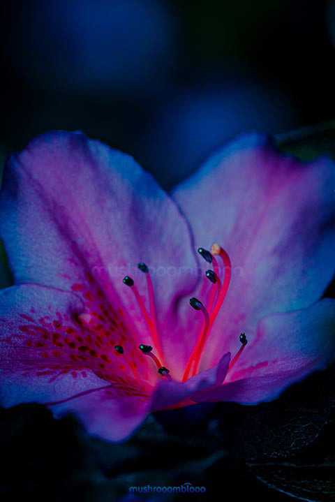 detail of a azalea flower pink filaments