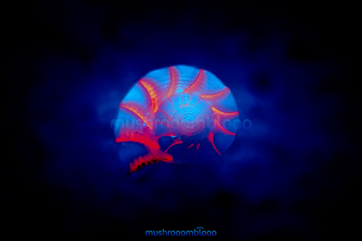 Top shot of a sea shell on the sand beach under uv light