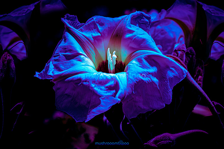 Moonflower shinning blue color under uv lights