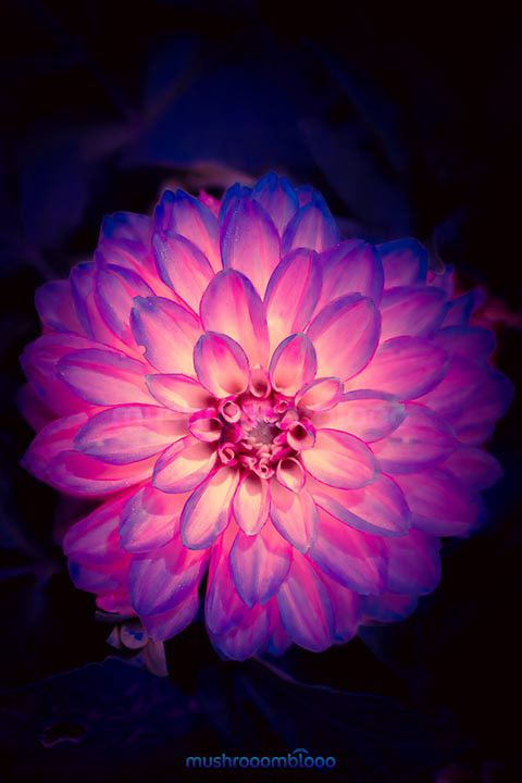 pink dahlia flourish flower blooming in the dark