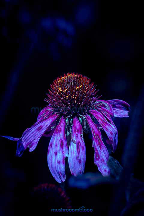 Pink Echinacea flower in the night under Uv lights