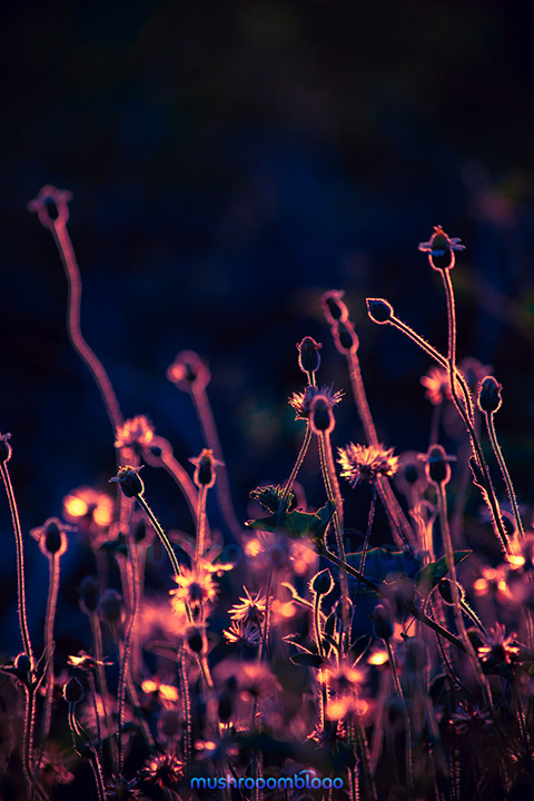 detail of sunset backlight of wild flowers