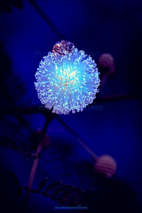 Bee on acacia flower that shines due to be exposed to uv lights
