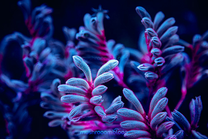 blue plants with pink furry texture
