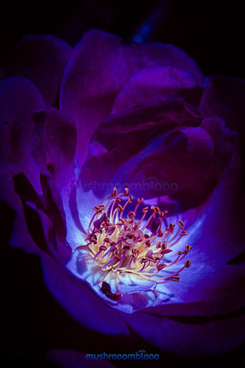 Detail of a Purple camellia flower under ultraviolet lights