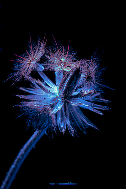 Macro photography of a dandelion flower under uv lights
