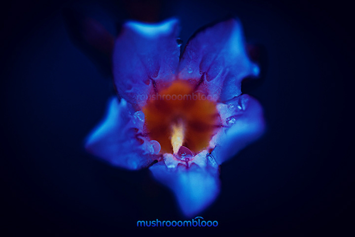 narrow depthof field of an oleander flower  lighten up by the moonlight