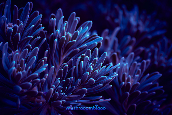 macro photography of a blue plant color due to be exposed to Uv lights