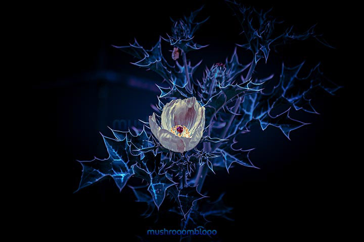 cardosanto yellow flower over a leaf prickly background