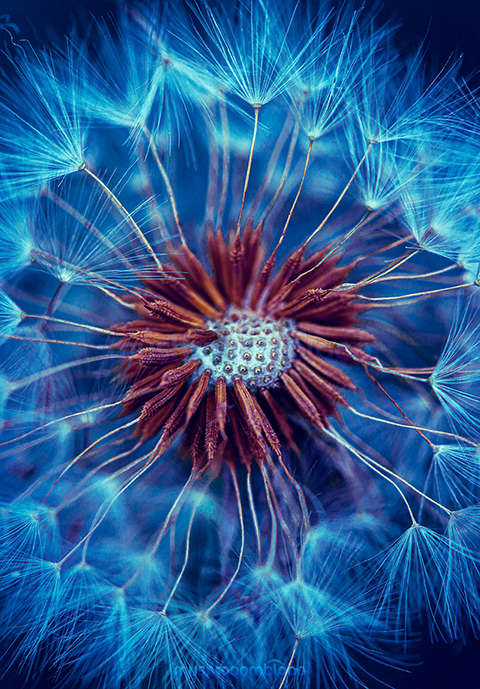 macro photography of dandelion flower in blue light tones