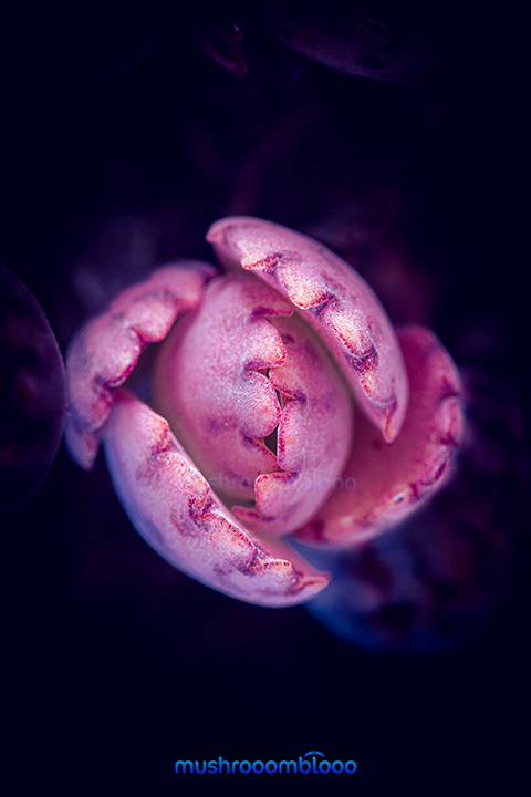 pink succulent on a dark blue background