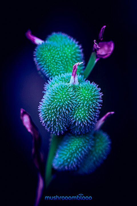 macro photography of canna indica plant under uv lights