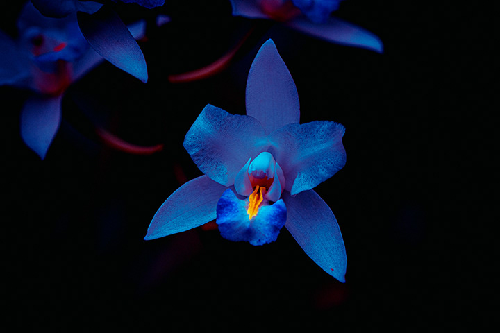 orchid flower in the night under moonlight