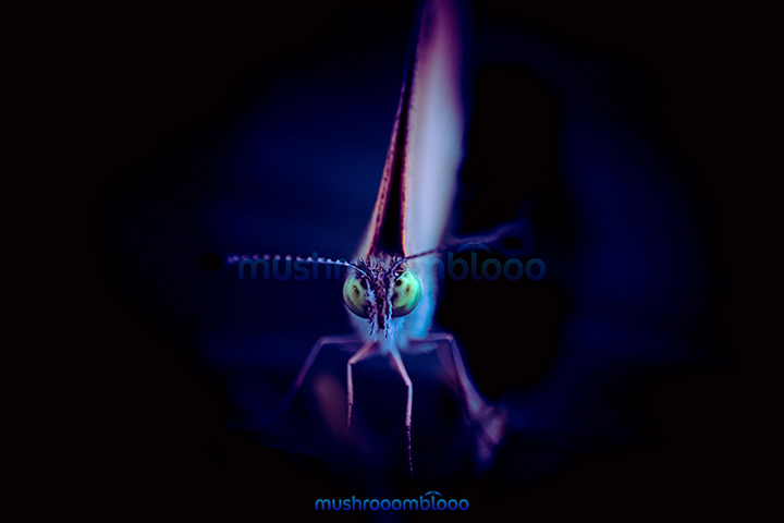 Frontal shot of a butterfly lighten up with uv lights