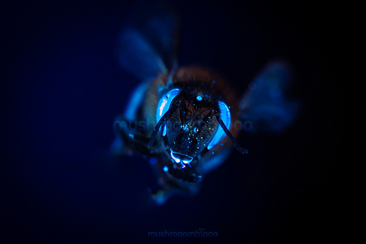 frontal photo of a bee lighten up with ultraviolet lights, its eyes shine in blue colors