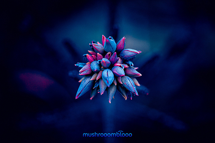 Blue plan with pink highlights due to uv lights