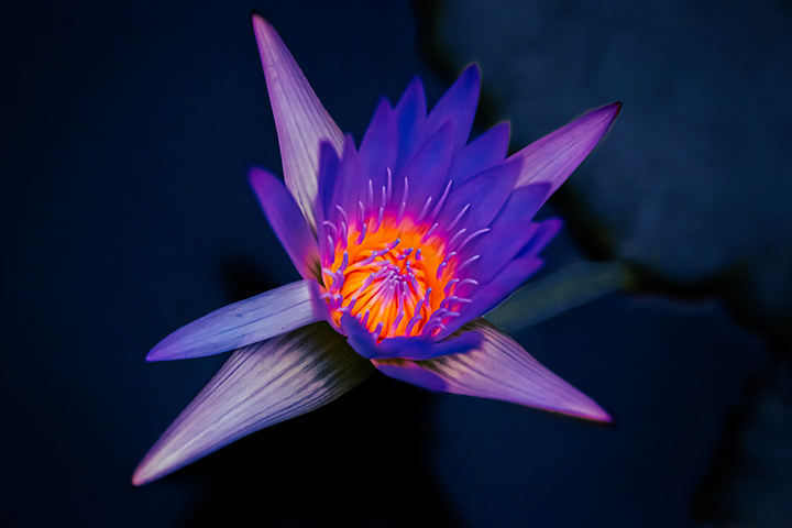 pink lotus flower floating on dark blue water lighten up with uv lights