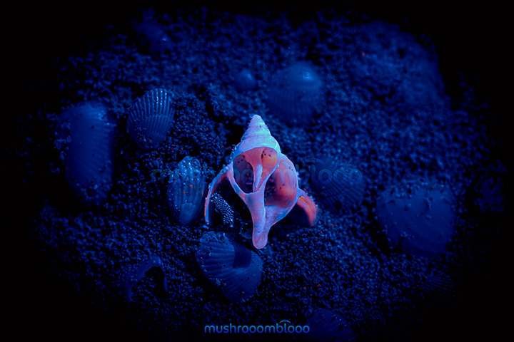 sea shell lying on the sand beach exposed to uv light