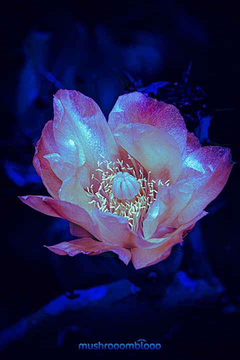 pinky white cactus flower shinning over a dark blue background