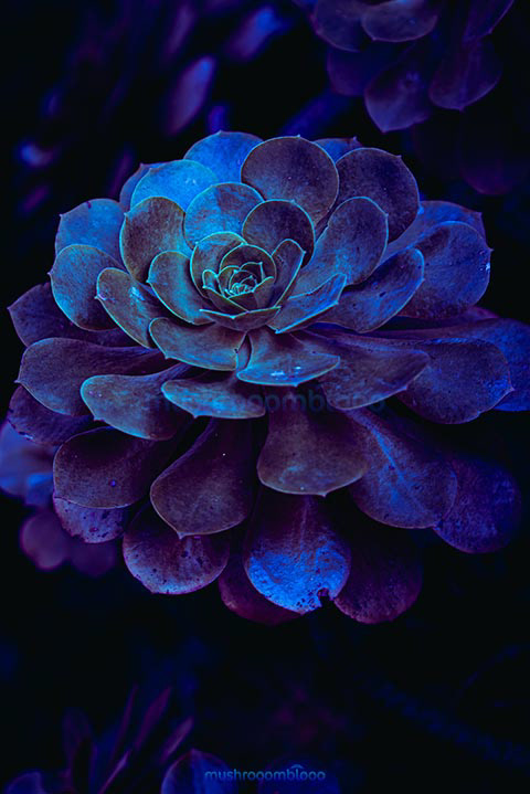 Aeonium Succulent  under ultraviolet lights