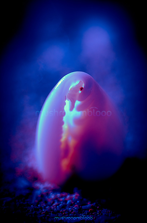 frontal shot of a shell lighten up with ultraviolet flashlights