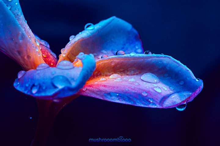 macro photography of a plumeria flower petal with rain drops after the rain