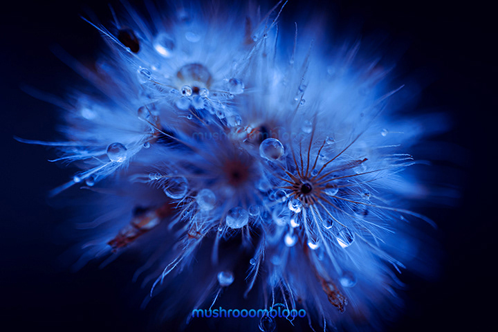 macro photography oa a dandelion with drops from raining in the dark