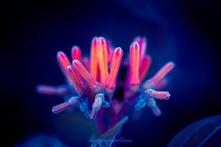 hamelia patens blooming flower over a dark blue background