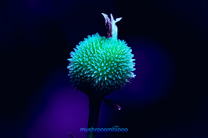 canna indica plant exposed to ultraviolet ray lights