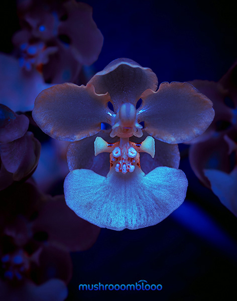 white orchid macro photography exposed to uv ray lights