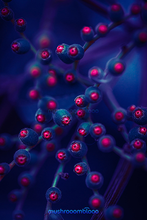 hamelia patens Red dots bulbs before blooming