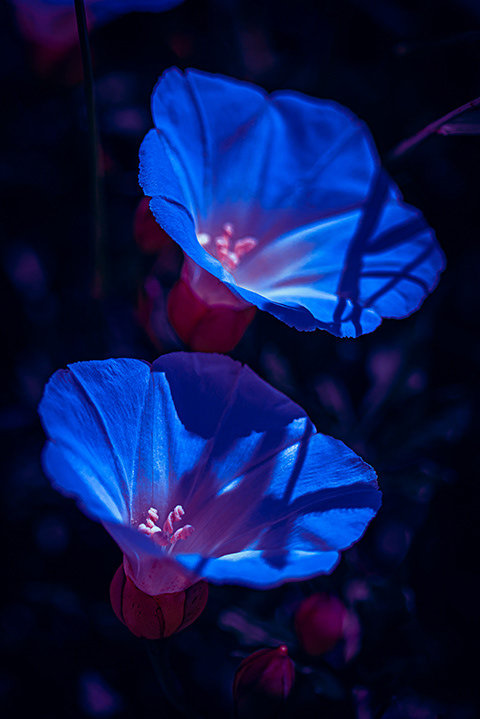 two xtabentun flowers pointing upward on dark blue background