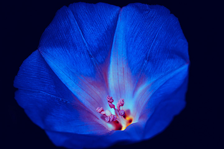 macro photography of blue flower filaments shinning in blue color