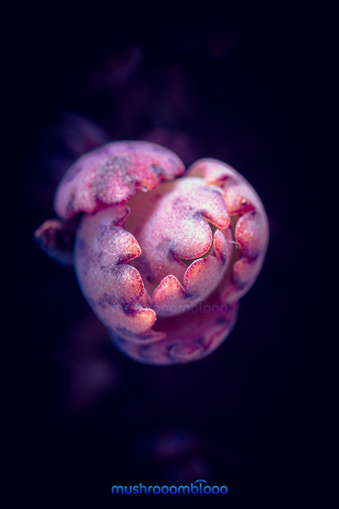 stressed succulet kalanchoe in a dark ambient place