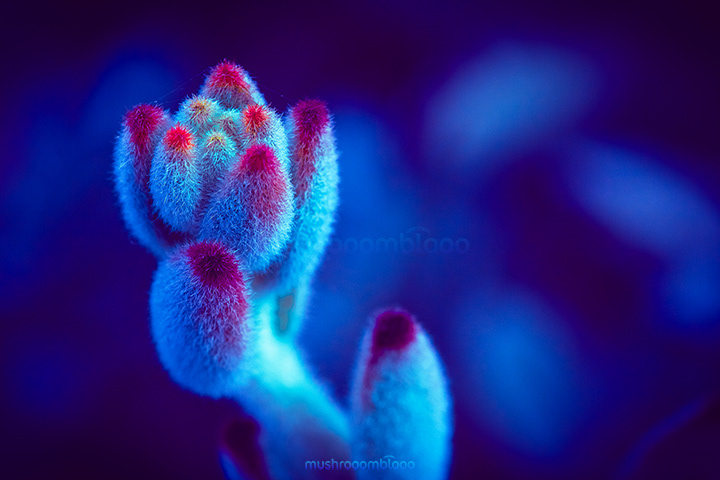 succulent lighten up with indirect Uv light